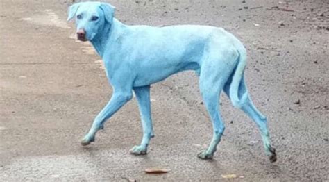 Por Qué Algunos Perros Callejeros En La India Se Volvieron Azules