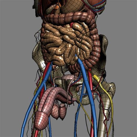 The internal oblique fibres, a larger contribution, also spiral around the cord and some return to pubic tubercle but most return to the internal oblique itself. Human Male Anatomy - Body Muscles Skeleton... 3D Model ...