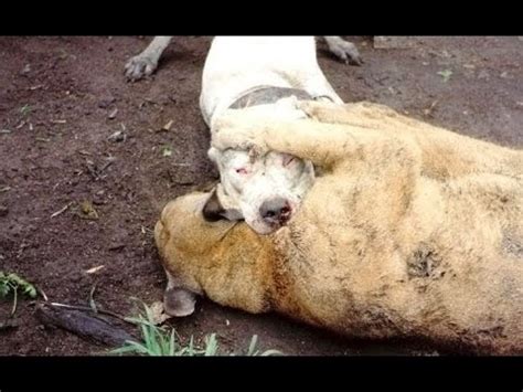 dogo argentino  puma fight cougar baiting youtube