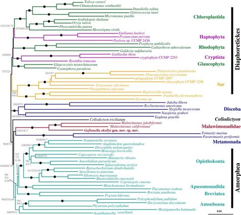 Phylogenetic Tree Of Eukaryotes Based On 159 Genes With 23 000