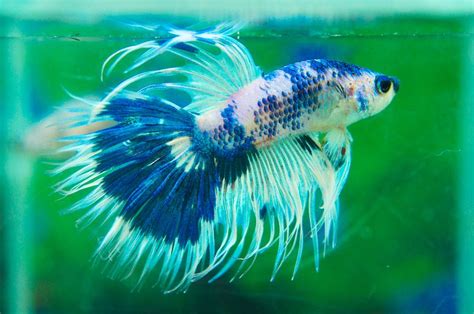 Mencari wild betta ikan laga kampung original betta bubu payung. AquaBid.com - Crowntail Betta Auctions - Wed Nov 26 17:38 ...