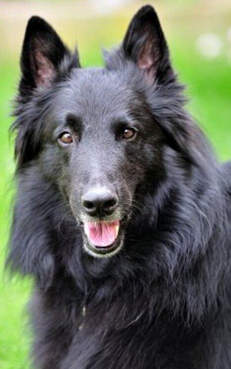 53 Best Photos Black Long Haired Dog Breeds Large Breed Black And