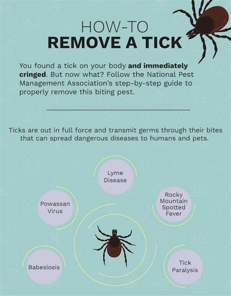 How To Properly Remove A Tick Advice On Tick Removal Tick Removal
