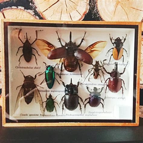 Insect Display Case Taxidermy Entomology By Chupacabrauk On Etsy