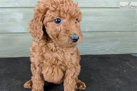 A cross between a labrador retriever and a standard or miniature poodle, the labradoodle is an intelligent and moderately active dog that enjoys spending time with its family. Mckenzie: Labradoodle puppy for sale near Toledo, Ohio ...