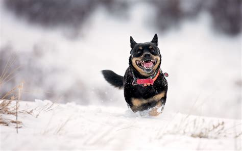 Wallpaper Animals Snow Winter Vehicle Photography Weather