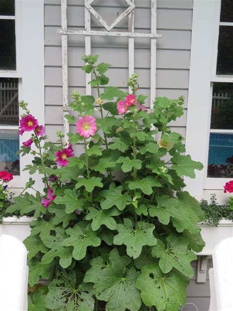 Forever Hollyhocks Container Gardening Hollyhock Window Boxes