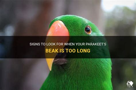 Signs To Look For When Your Parakeets Beak Is Too Long Petshun
