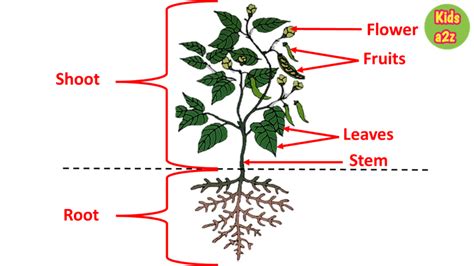Fruit Shoot Root System Parts Of A Plant Science For Kids Roots