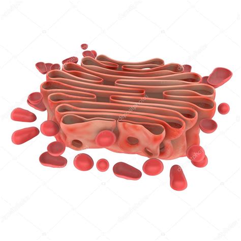 Anatomia Do Aparelho De Golgi Stock Photo Sciencepics