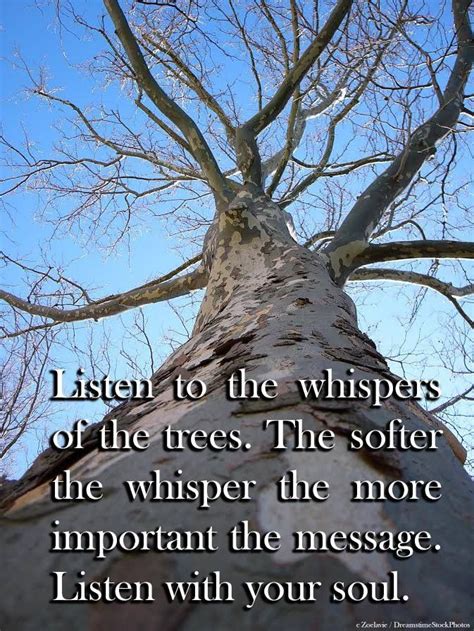 Listen To The Whispers Of The Trees Arach