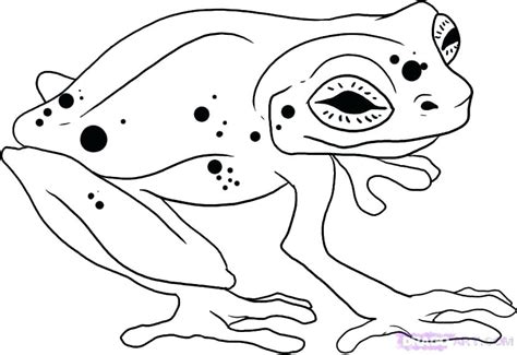 Tropical Rainforest Animals Coloring Pages At Getcolorings