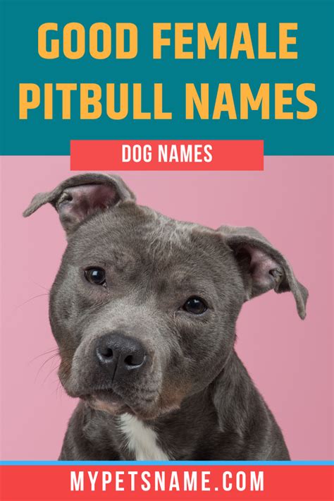 Good Female Pitbull Names Female Pitbull Names Female Pitbull Dog Names