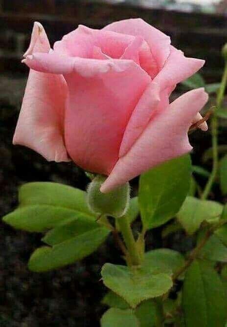 Pin De Diane Koch Em Roses Roseiras Bela Rosa Rosas
