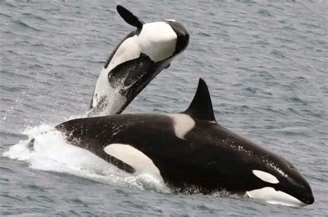 Experts Call For The Speedy Release Of Killer Whales And Beluga Whales
