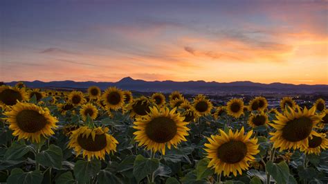 Sunflowers With Backgound Of Sunset Sky During Evening Time 4k Hd