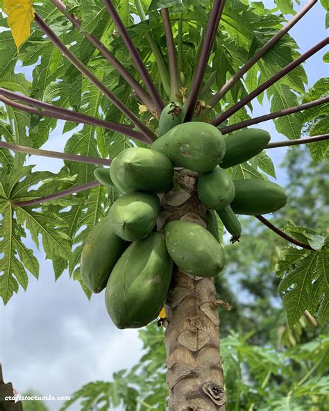 Growing Papayas From Seeds Crafts To Crumbs