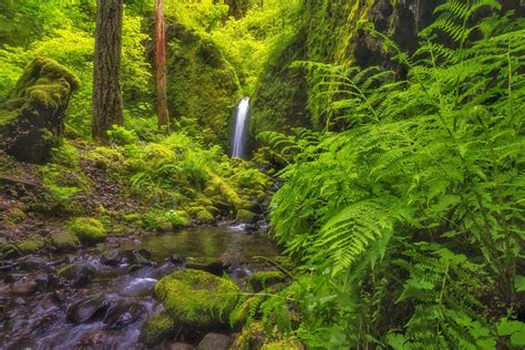 Columbia River Gorge Oregon Waterfall River Forest Fern