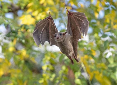 Fruit Bats Echolocate During The Day Despite Having Great Vision The