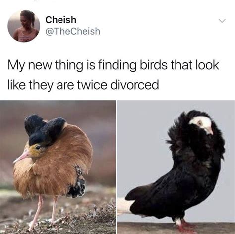 Birds That Look Like They Are Twice Divorced Rbrandnewsentence