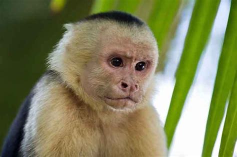 13 Razas De Monos Pequeños Con Ojos Grandes Y Bonitos ¡algunos Pueden