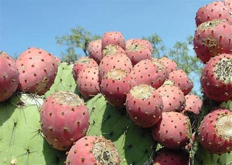 All of this protects heart it is possible to buy cactus leaf from local markets or the internet. The Decorative Dreamer: Eleven Super Foods for Wellness ...