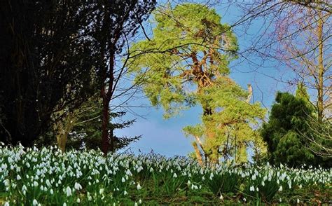 Best Snowdrop Displays In England Great British Gardens