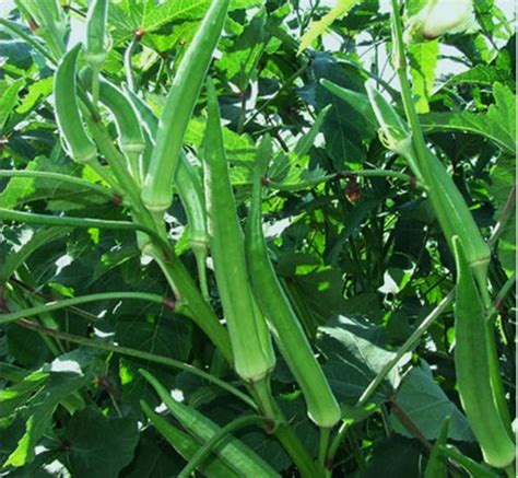 Five Organic Heirloom Non Gmo Okra Seeds For Your Home Garden Ebay