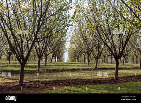 Hazelnut Orchard In Spring Hi Res Stock Photography And Images Alamy