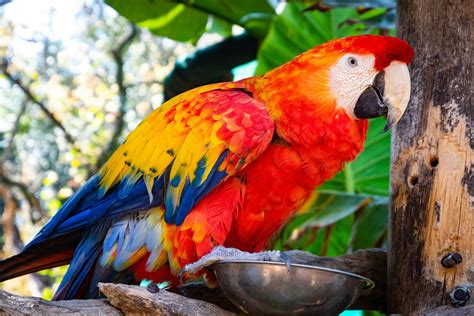Parrots Majestic Avian Companions Of The Tropics 7 Things You Should
