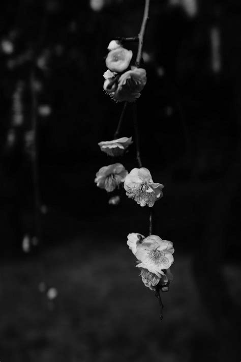 4000x6000 Spring Flowers Petals Monochrome Original Resolution