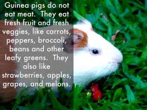 They are really vegans and like nearly everything which grows on ground. What Wild Food Can Guinea Pigs Eat - Food Ideas