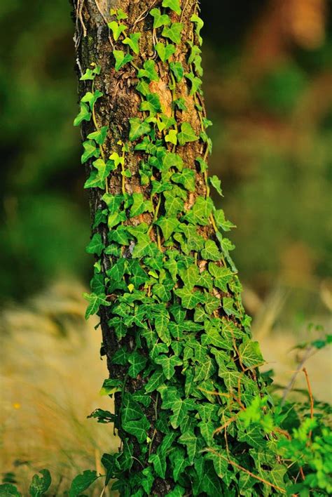 Creeper Plant Stock Image Image Of Trunk Green Plant 5855929