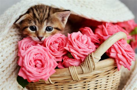 Cat With Rose Stock Photos Pictures And Royalty Free Images Istock