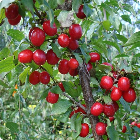 Dogwood Seeds, Cornelian Cherry - Heirloom Untreated NON-GMO From Canada