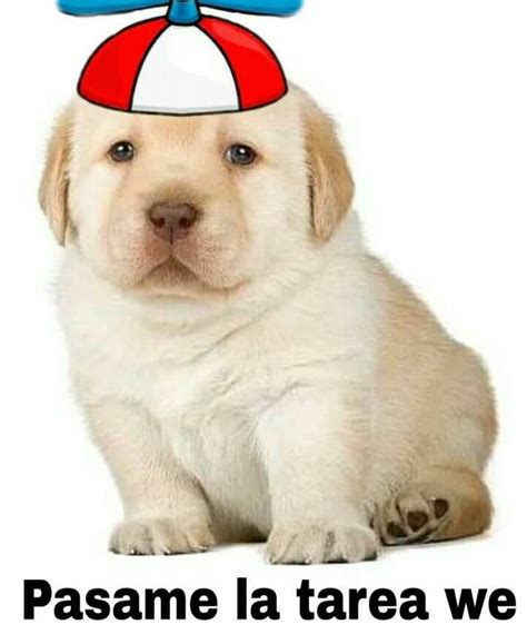A Puppy With A Hat On Its Head Sitting In Front Of A White Background