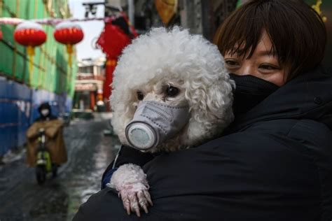 This monitoring strategy is continuous, proactive and based on a wide range of information sources, with a dedicated team of scientists reviewing information daily to look for safety. Coronavírus: pets estão de quarentena em Hong Kong
