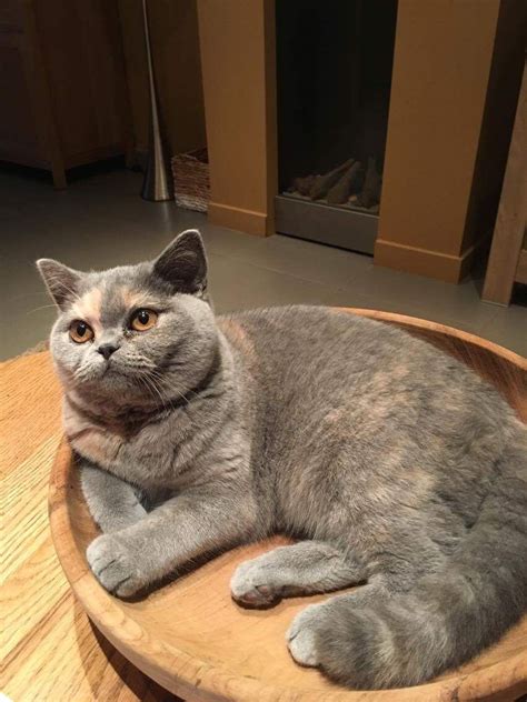 Blue Cream Exotic Shorthair Petmycatuss