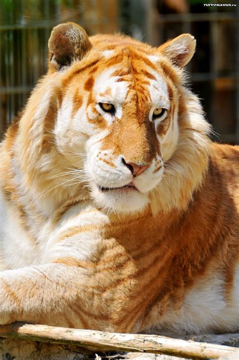 Pets And Animals Golden Tiger