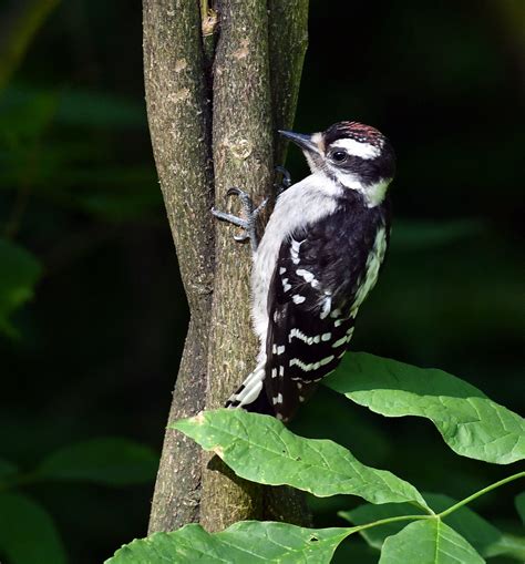 Juvenile Downy Woodpecker Indianapolis In Carpingdiem Flickr