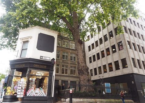 The Story Behind The Wood Street Tree Look Up London