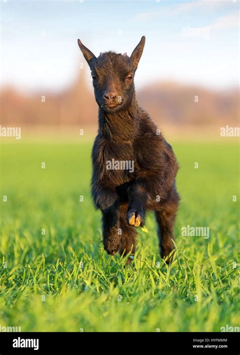 Goat Running Hi Res Stock Photography And Images Alamy