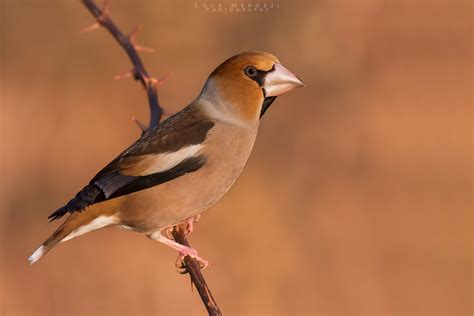 Hawfinch Coccothraustes Coccothraustes Frosone Scatto Es Flickr