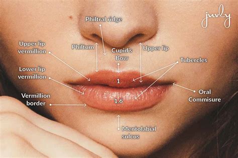 What Is The Rarest Lip Shape Sitelip Org