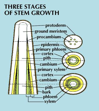 Check spelling or type a new query. stem: three stages of stem growth -- Kids Encyclopedia ...