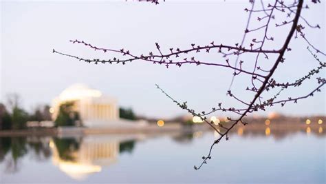 Washington Dc Cherry Blossom Watch Updates