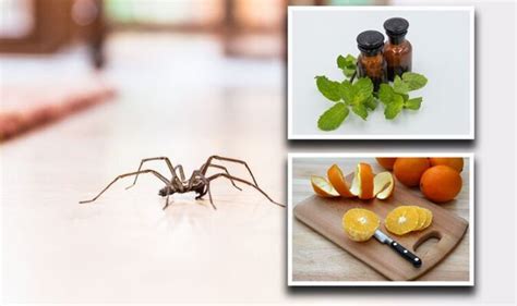 How To Stop Spiders Coming In The House Five Fragrant Smells Spiders