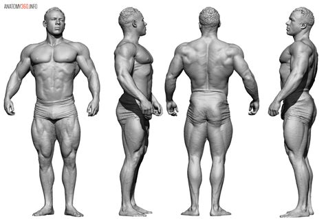 Male Body Reference Drawing Pin By Roxanne Stiles On Drawing