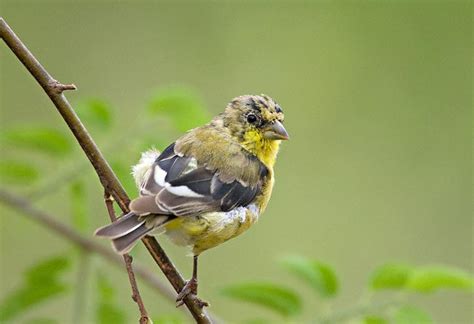 Why not nest in a birdhouse that resembles the bird! Lesser Goldfinch (Spinus psaltria)
