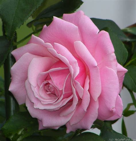 Memorial day rose features showy fragrant pink frilly flowers with lilac purple overtones at the ends of the branches from late spring to early fall. 'Memorial Day ' Rose Photo